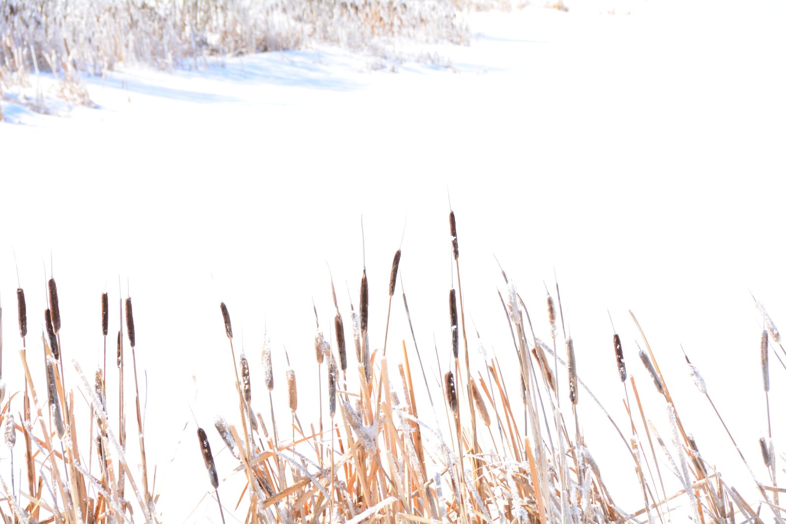 Nikon D5200 sample photo. Cattails, pond, winter photography