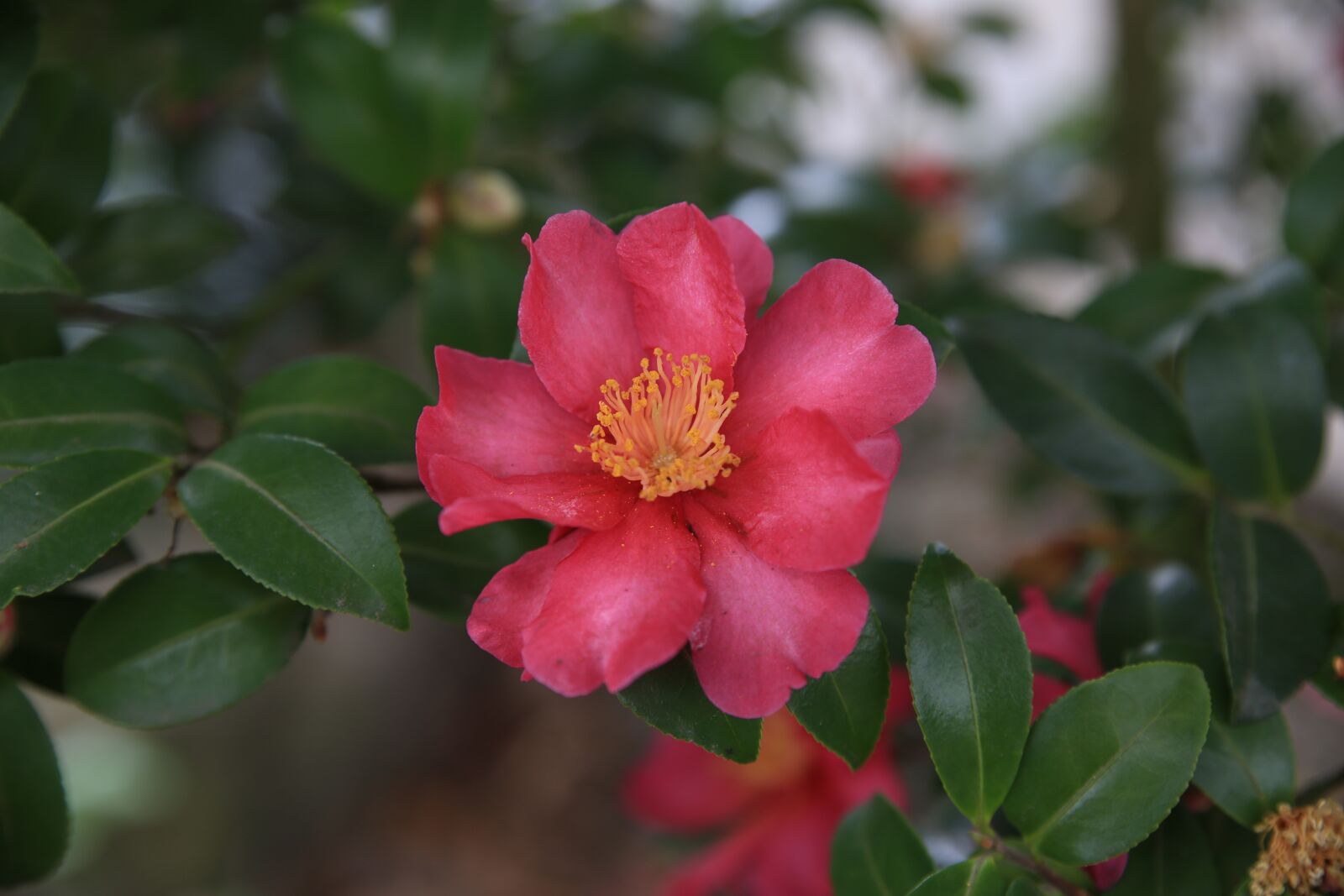 Canon EOS 6D sample photo. Camellia, red, flowers photography