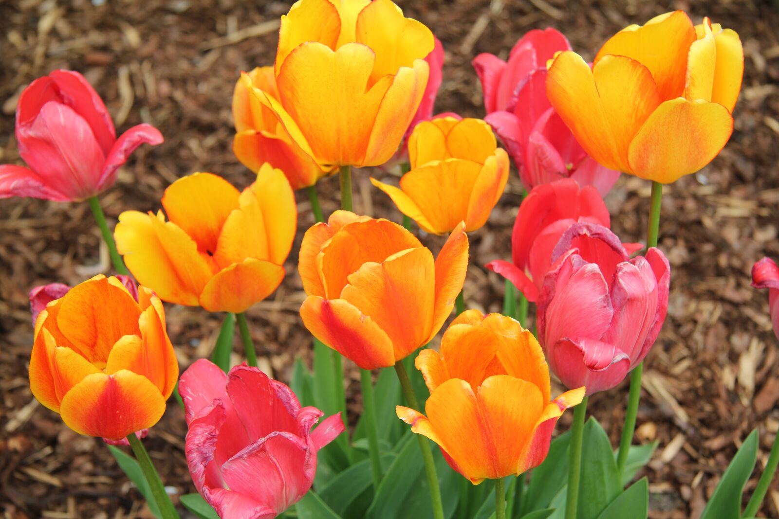 Canon EOS 550D (EOS Rebel T2i / EOS Kiss X4) sample photo. Tulips, spring, garden photography