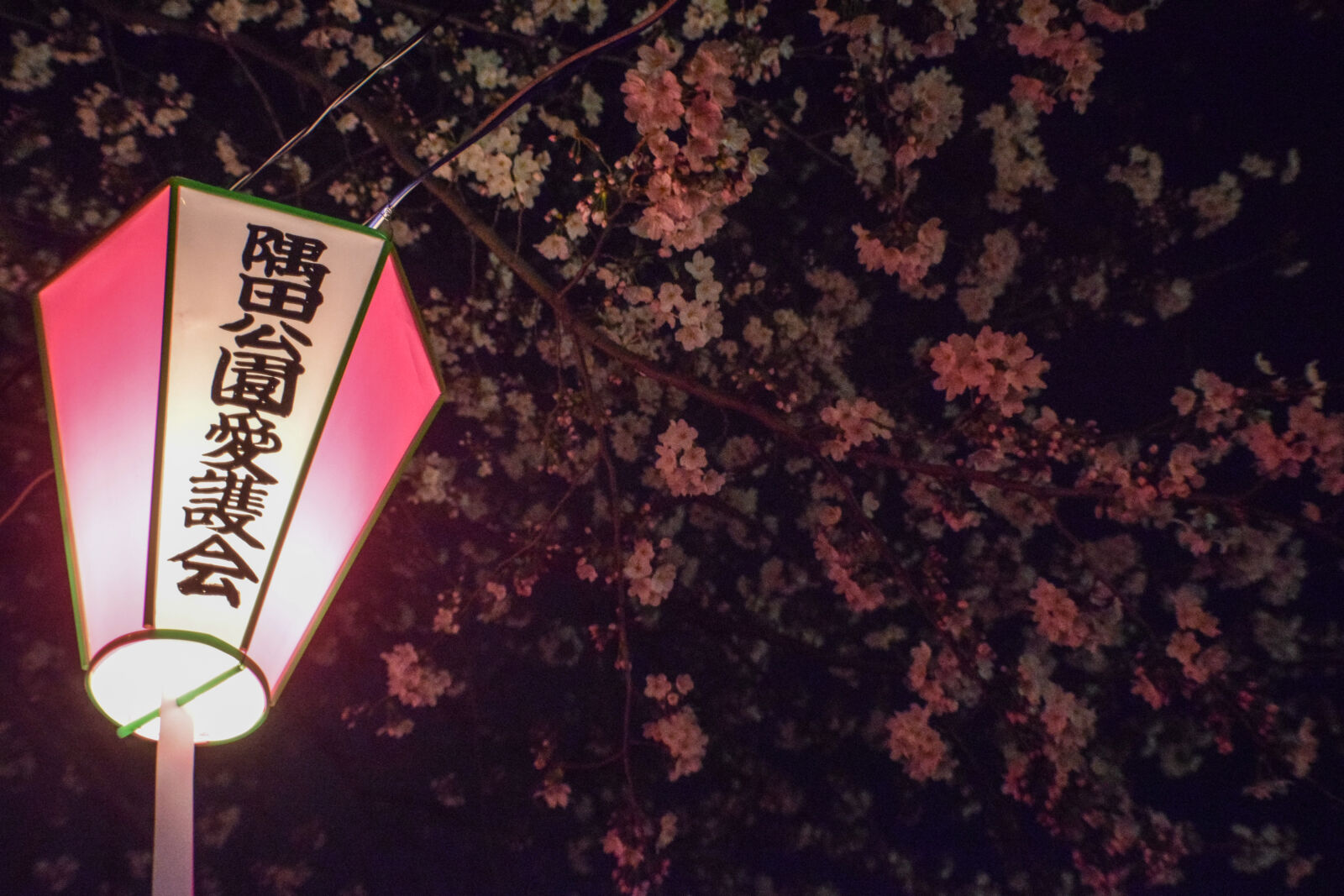 Nikon D3300 sample photo. Blossom, cherry, flower, flowers photography