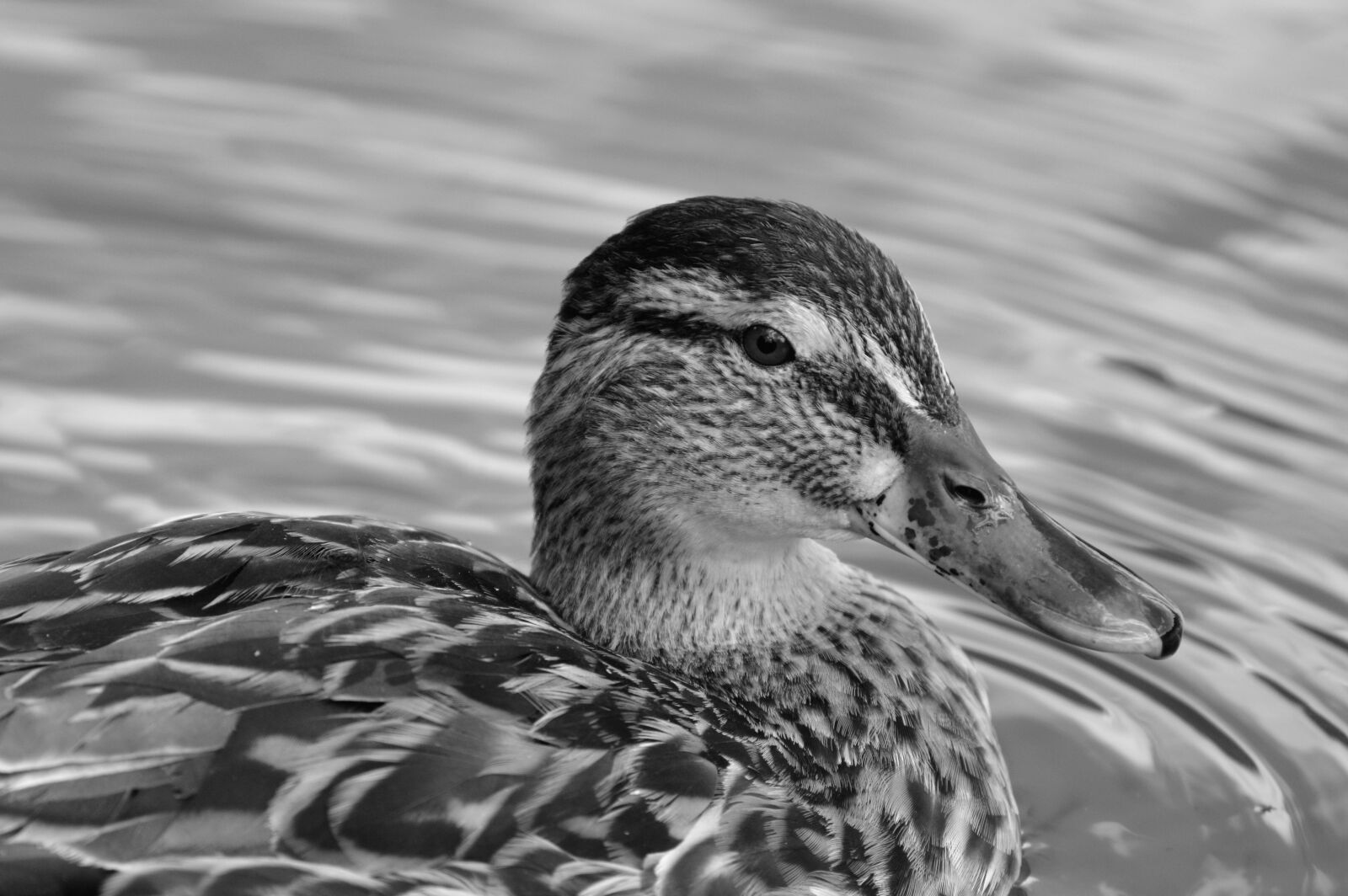 Nikon D3200 sample photo. Ducks, waterfowl, mallard photography