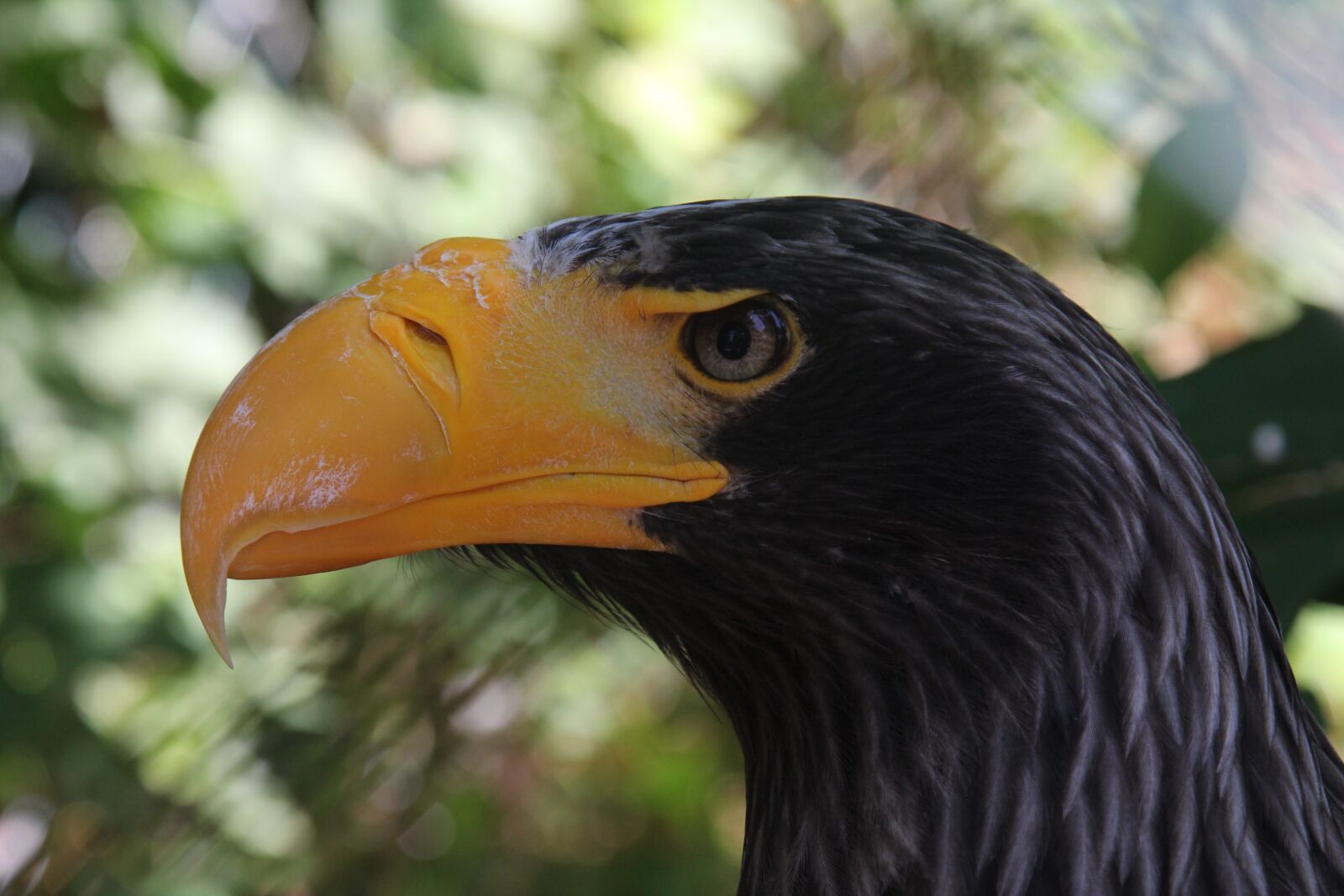 Canon EOS 60D sample photo. Adler, enormous, nature photography