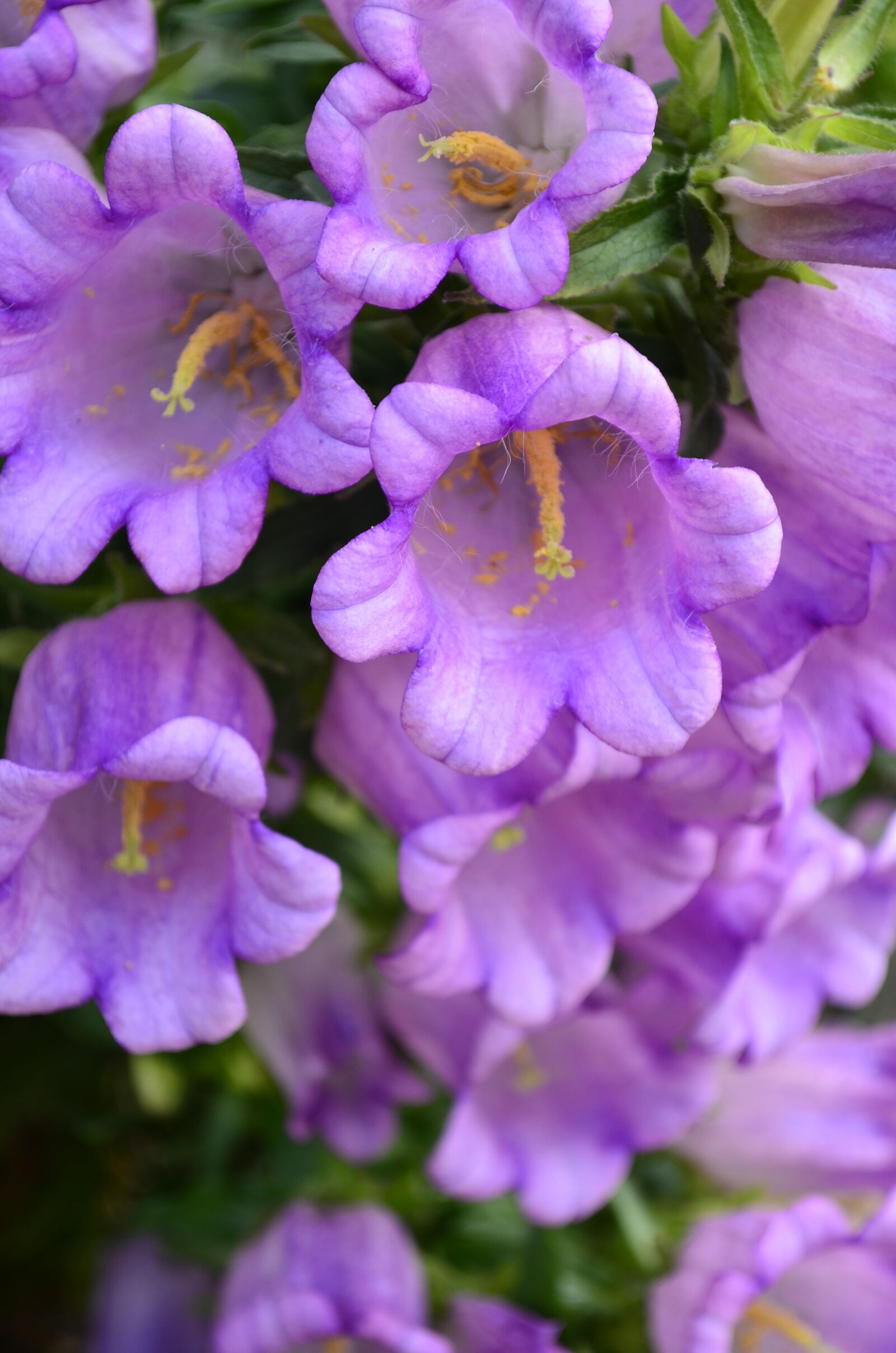 Nikon D5100 sample photo. Bells, flowers, beautiful flower photography