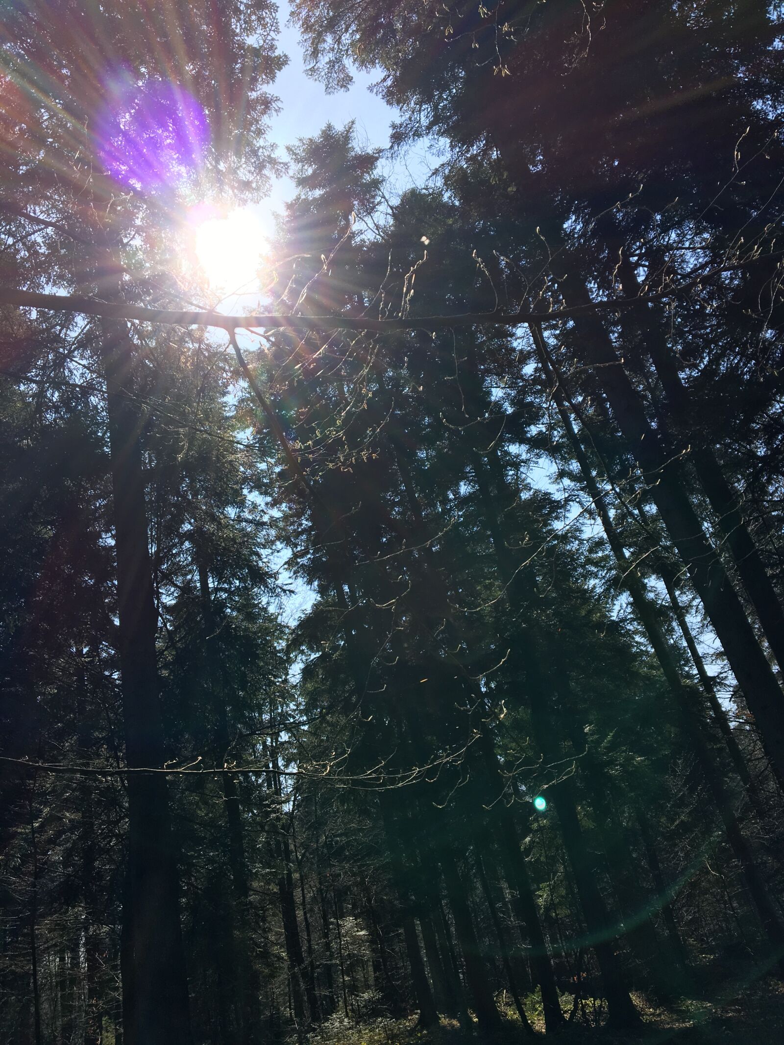 Apple iPhone 6s sample photo. Sun, forest, spring photography