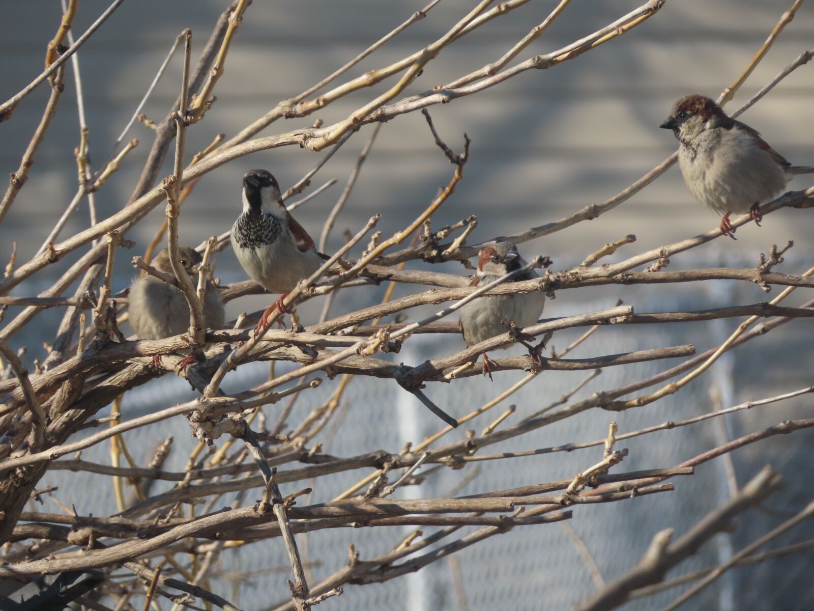 Canon PowerShot SX740 HS sample photo. House sparrows, birds, branches photography