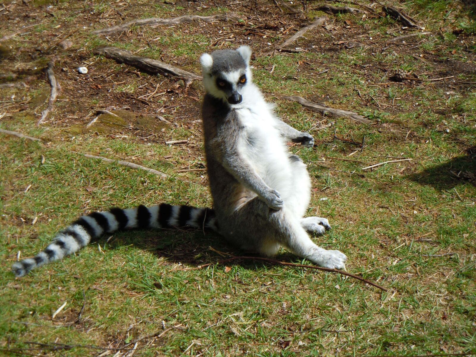 Nikon Coolpix S8000 sample photo. Lemur, sitting, stripes photography