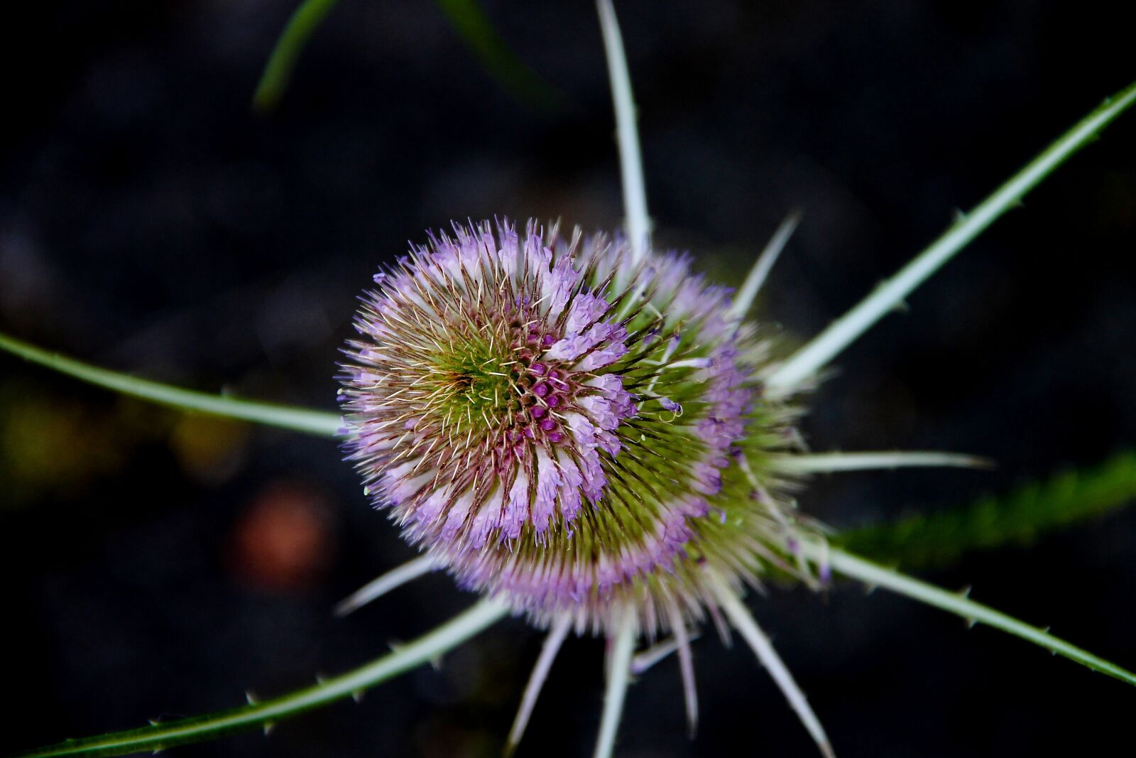 Canon EOS 1100D (EOS Rebel T3 / EOS Kiss X50) sample photo. Wild teasel, dipsacus, prickly photography