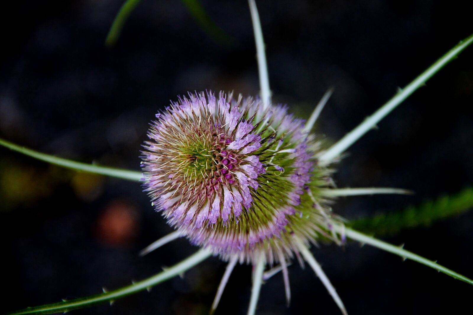 Canon EOS 1100D (EOS Rebel T3 / EOS Kiss X50) + Canon EF-S 18-135mm F3.5-5.6 IS sample photo. Wild teasel, dipsacus, prickly photography