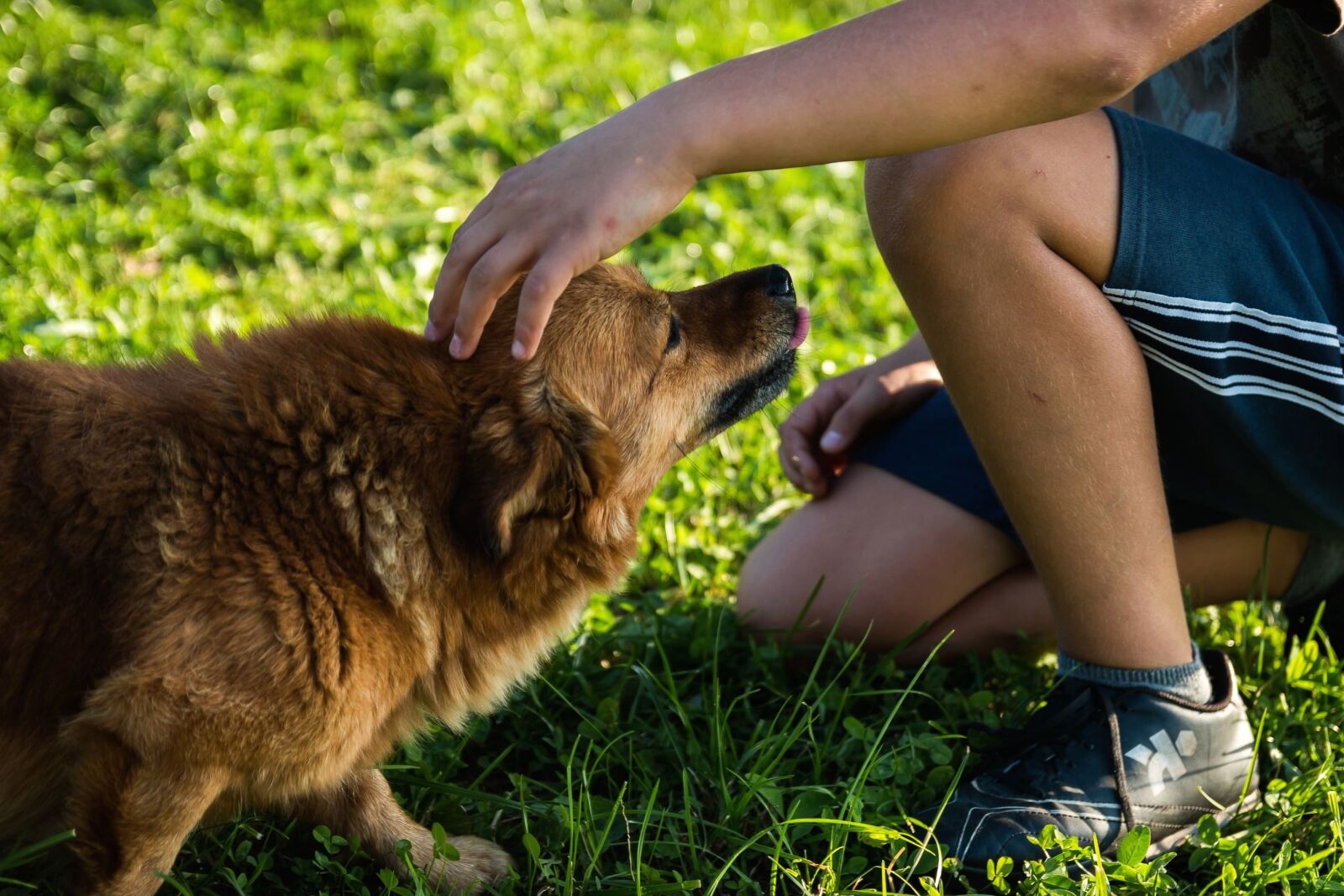Canon EOS 70D sample photo. Cute, dog, animal, pet photography