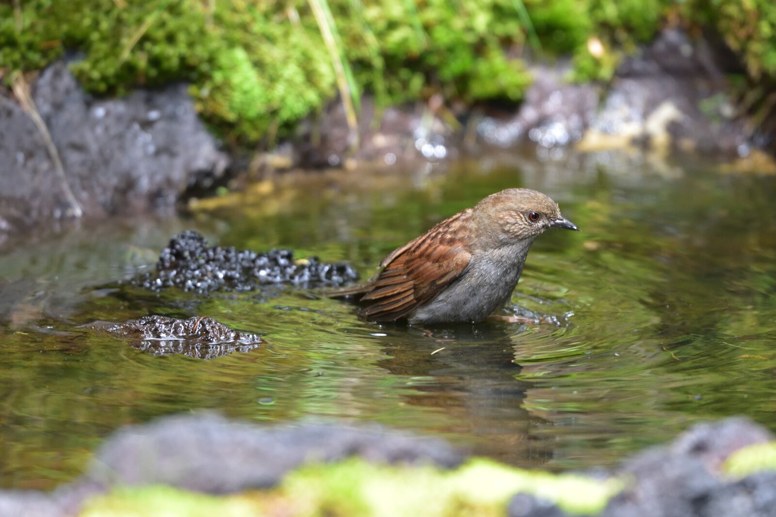 Nikon D810 sample photo. Natural, outdoors, waters photography