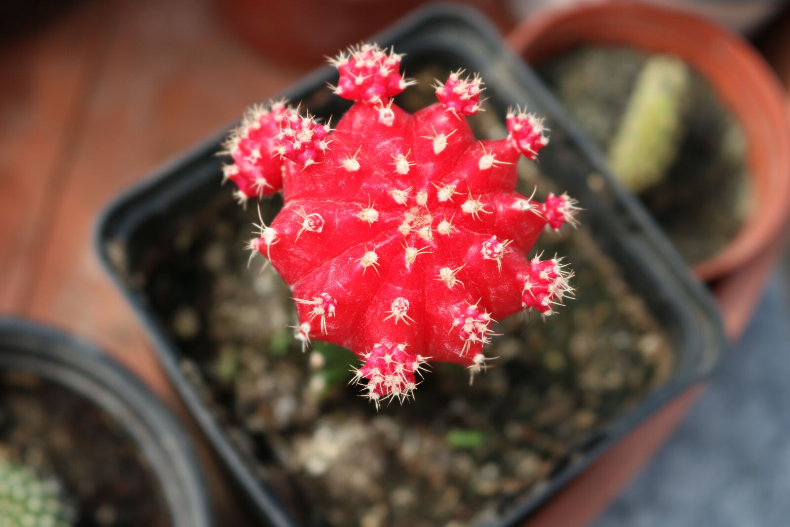 Canon EOS 750D (EOS Rebel T6i / EOS Kiss X8i) sample photo. Flower, nature, plant photography