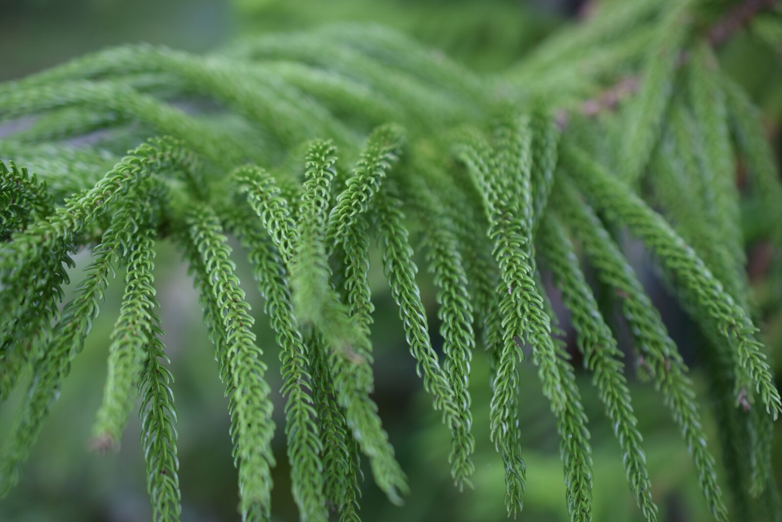 Nikon D3300 sample photo. Fern, plant, nature photography