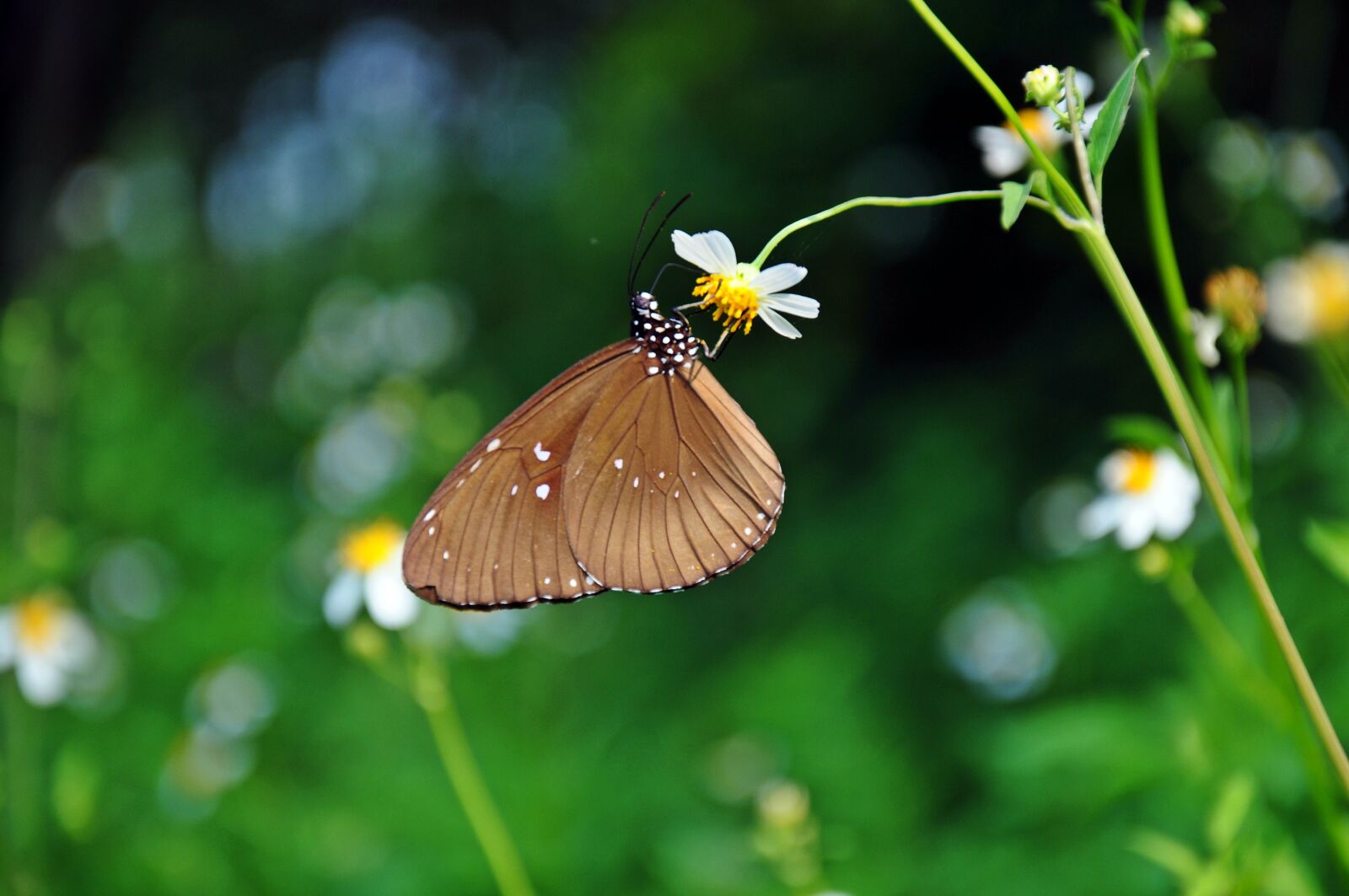 Nikon D300S sample photo. Butterfly, brown, flower photography