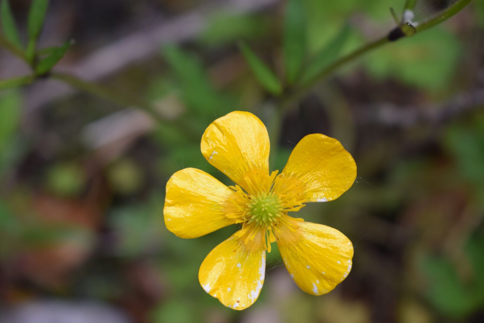 Nikon D3300 sample photo. Yellow, wildflower, flower photography