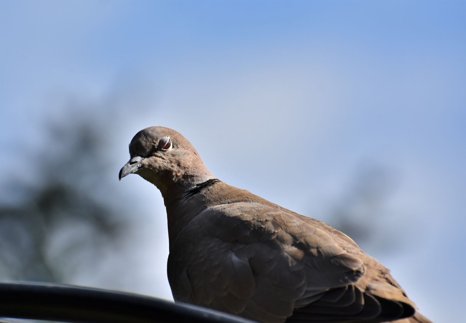 Nikon D7200 sample photo. Dove, collared, bird photography