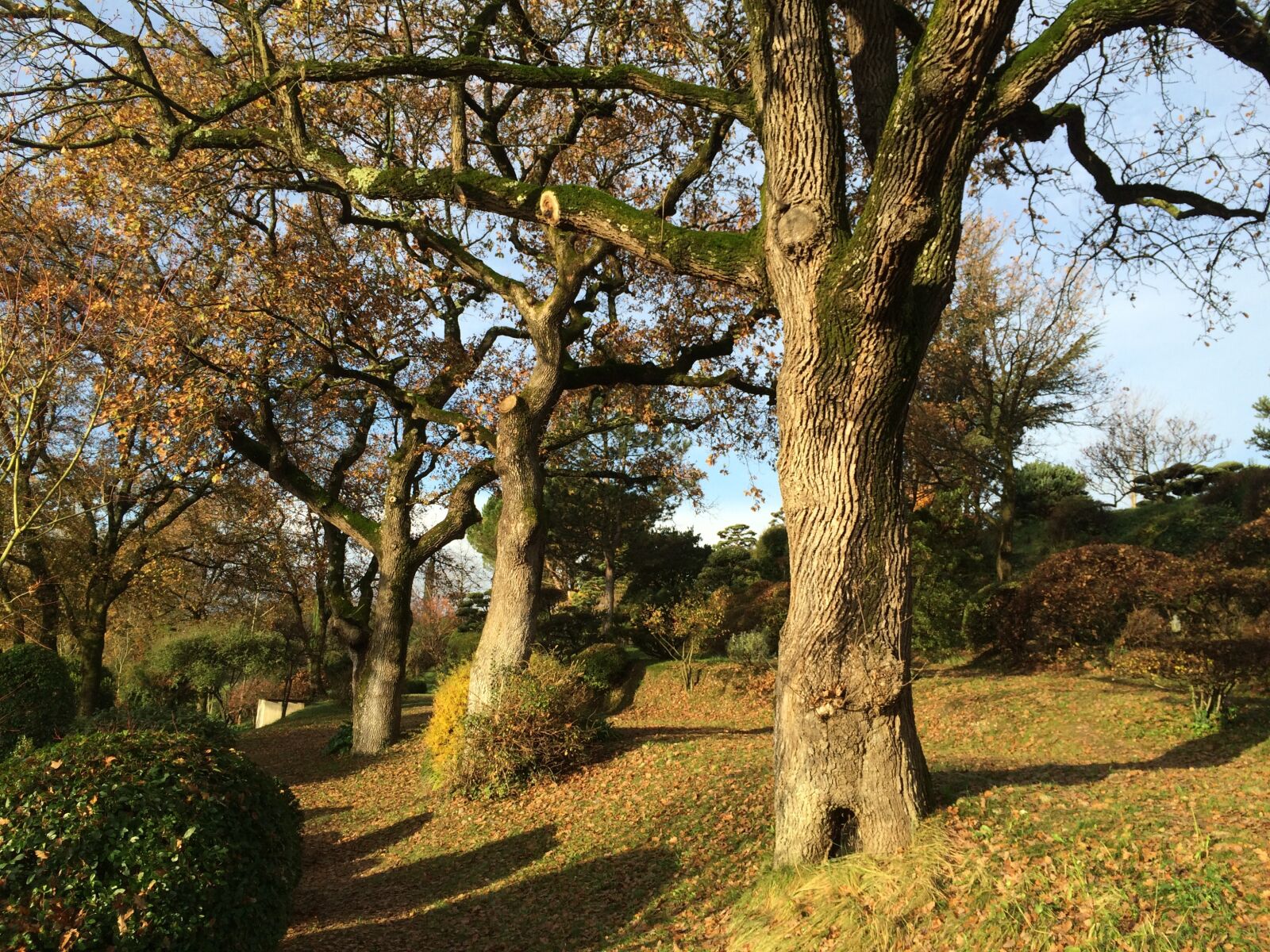 Apple iPhone 5s sample photo. Tree, trunk, light photography