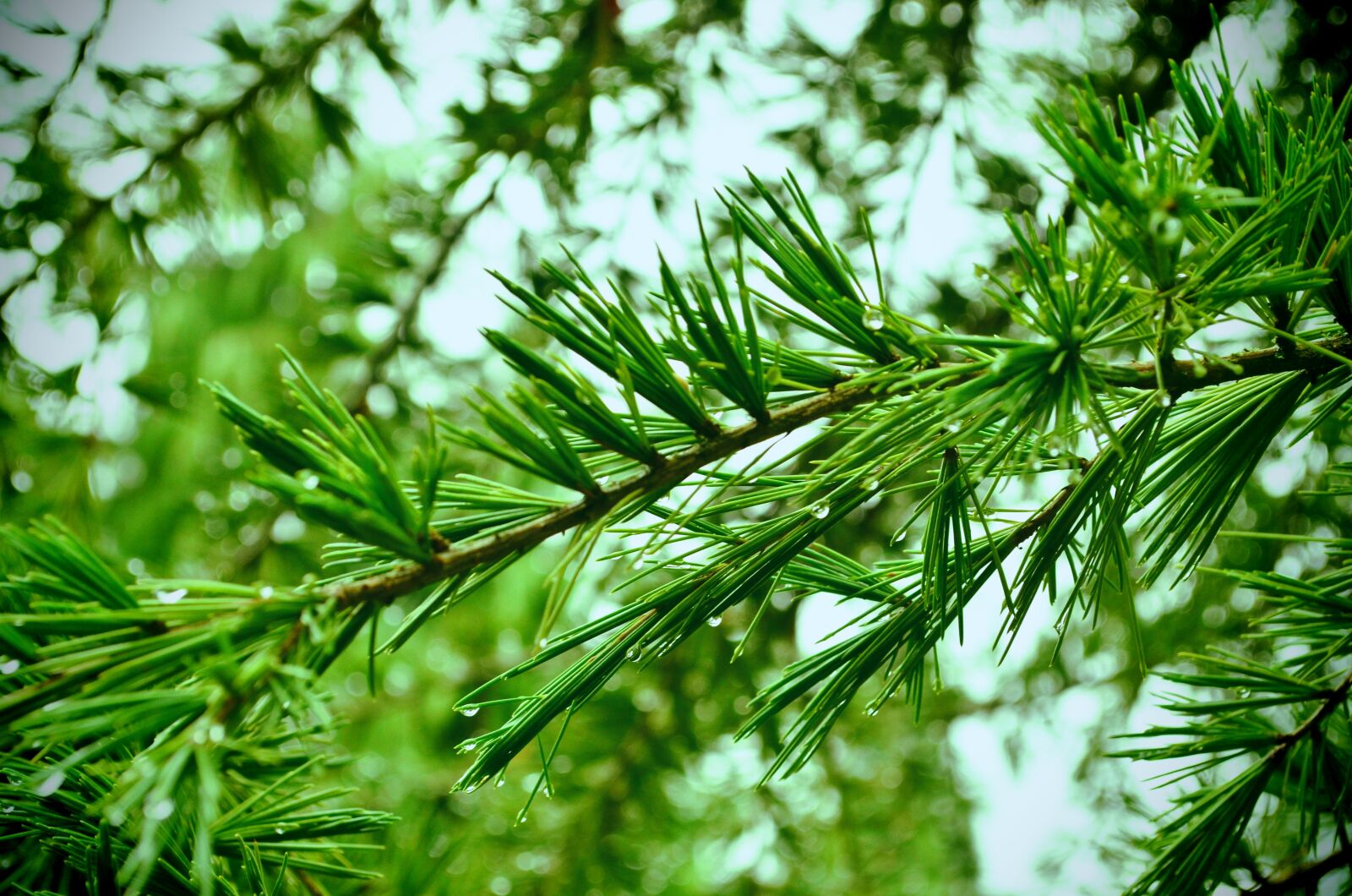 Nikon D5100 sample photo. Branch, dew, water photography