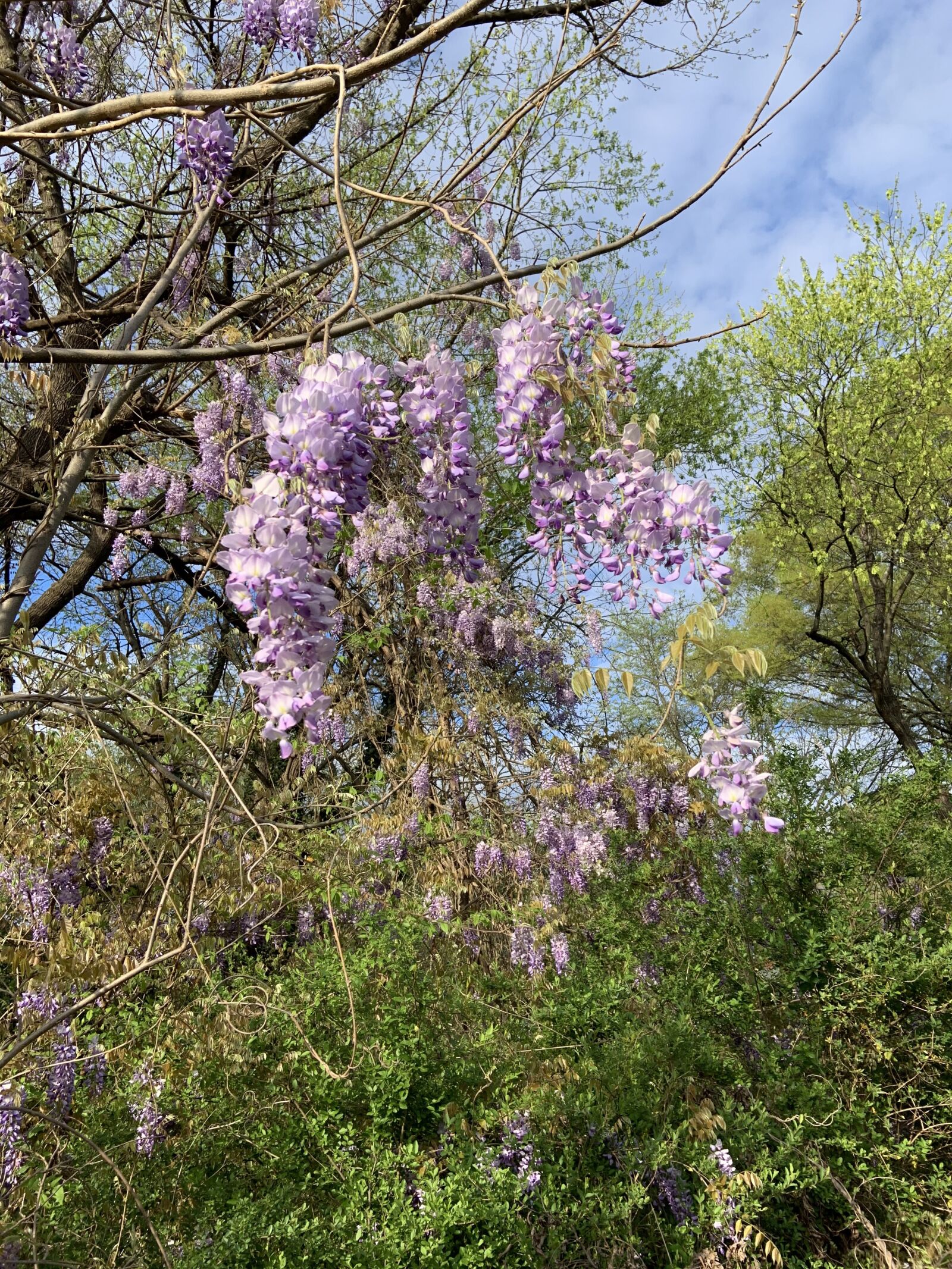 Apple iPhone XR sample photo. Wisteria tree, wild blossoms photography