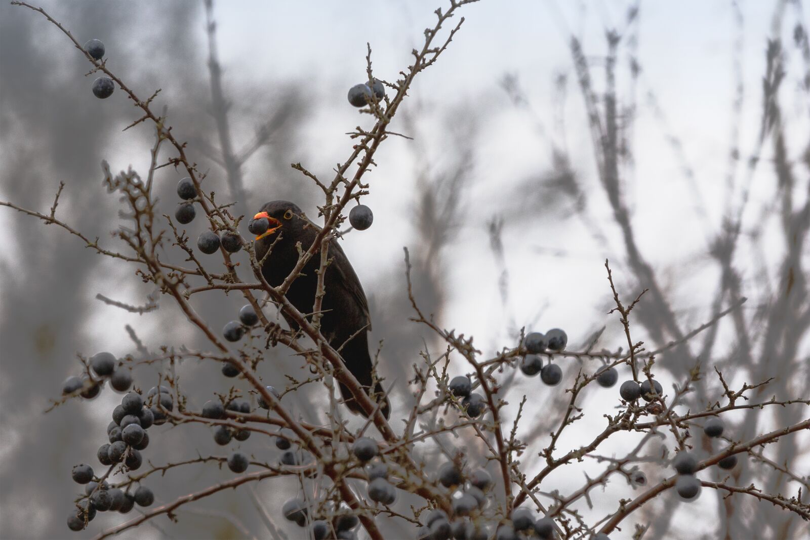 Canon EOS 6D Mark II sample photo. Blackbird, aesthetic, eat photography