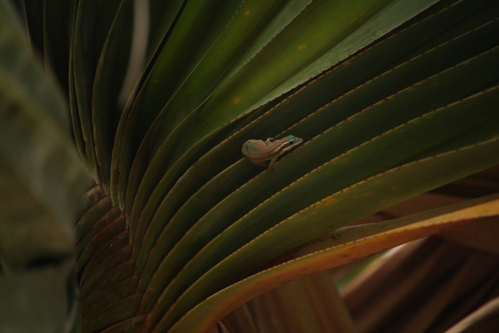 Canon EOS 700D (EOS Rebel T5i / EOS Kiss X7i) sample photo. Mauritius, gecko, palm photography
