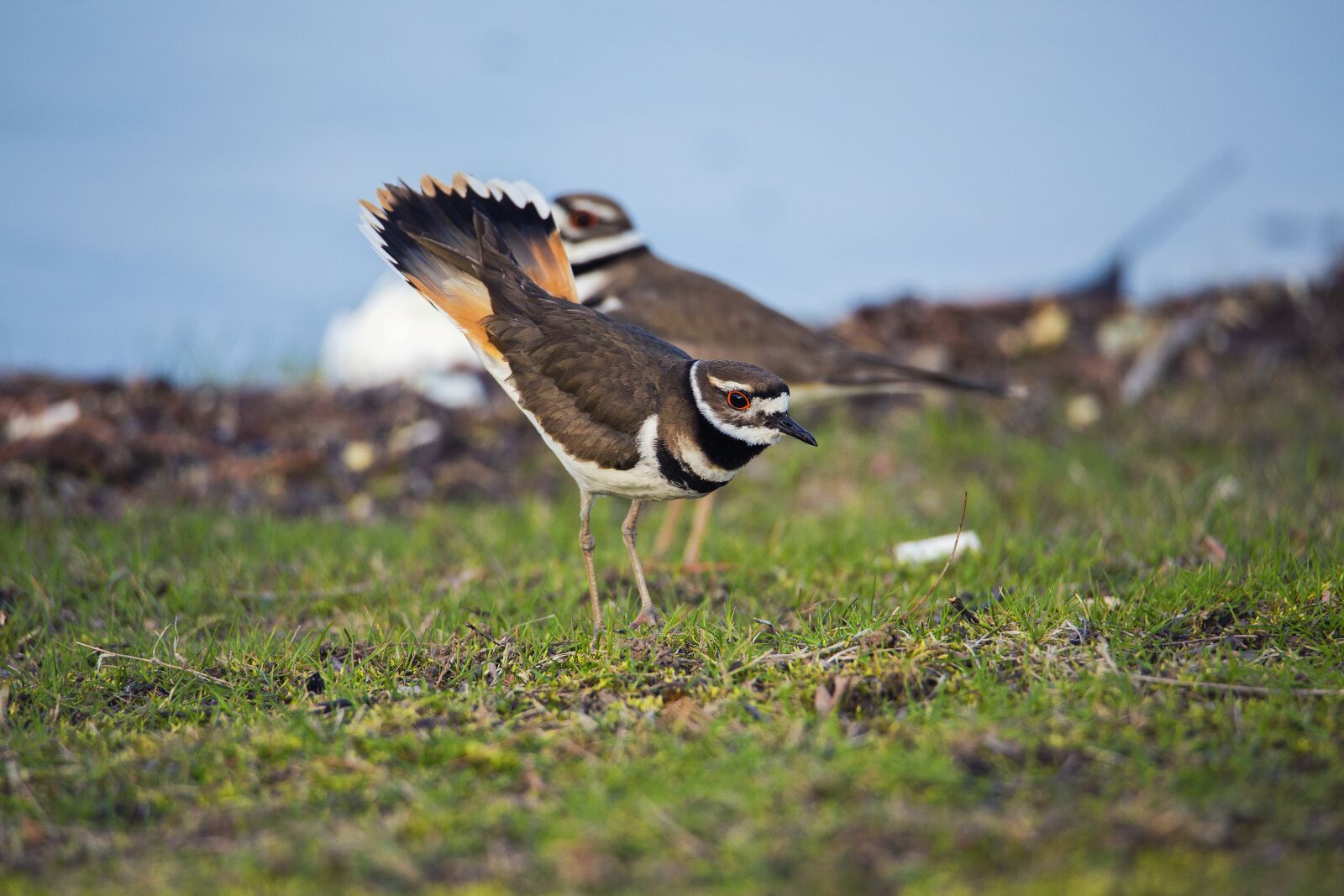 Canon EOS 5D Mark III sample photo. Bird, dancing, animal photography