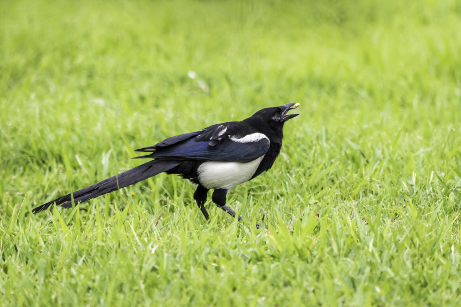 Nikon D5500 sample photo. Bird, nature, grass photography