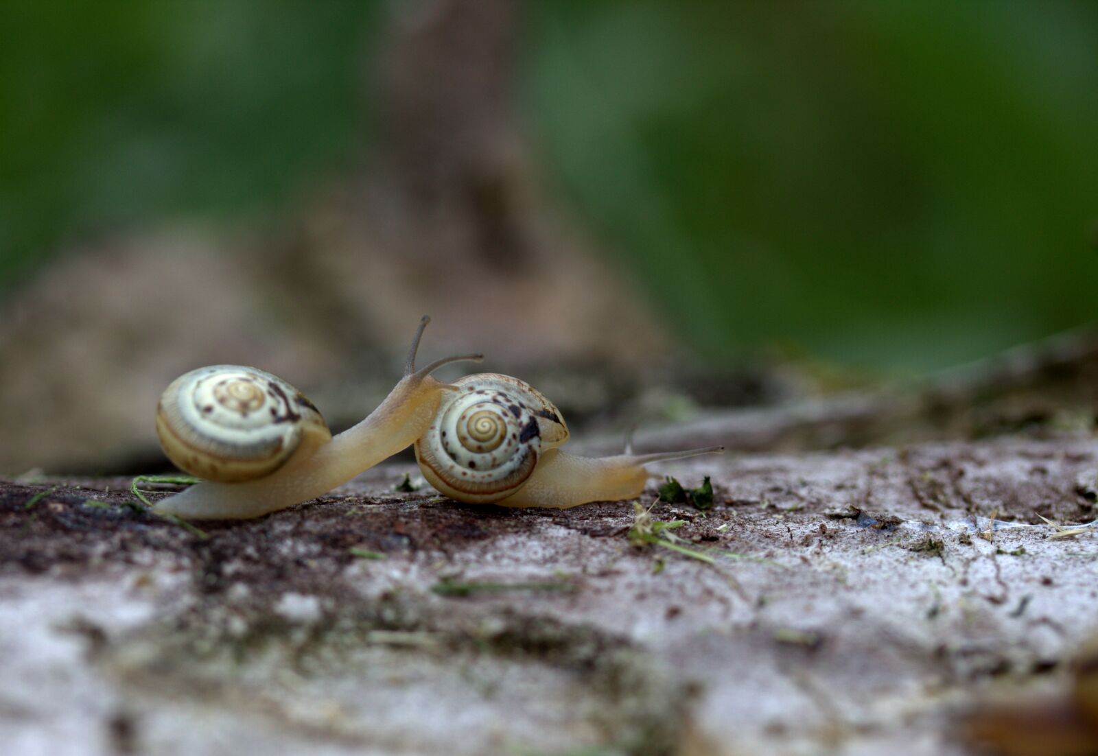 Canon EF-S 60mm F2.8 Macro USM sample photo. Snails, pair, shell photography