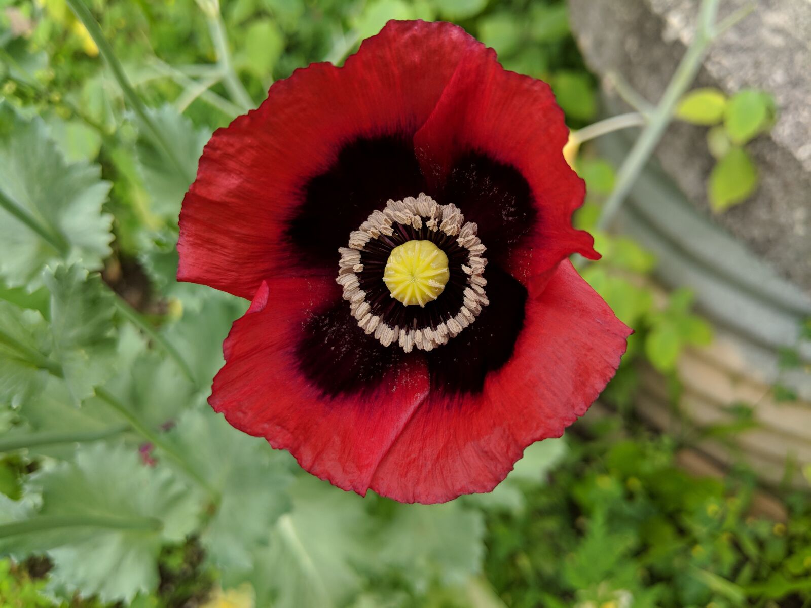 Google Pixel 2 sample photo. Poppy, flower, remember photography