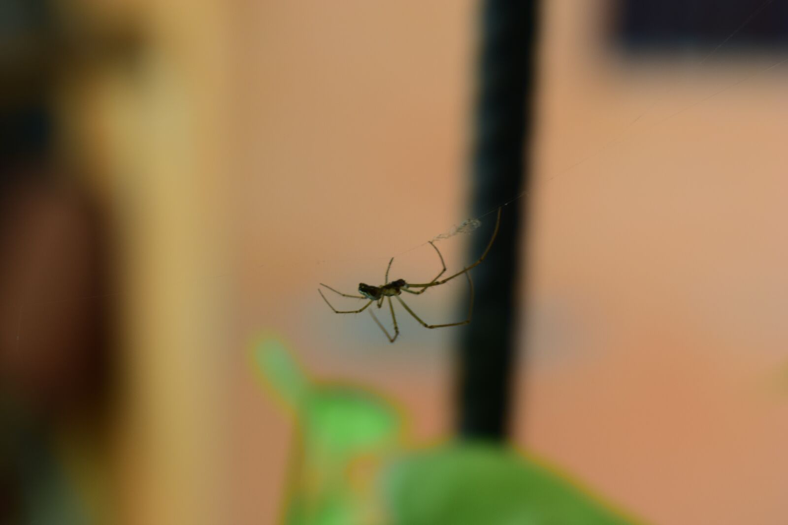 Nikon D5300 sample photo. Spider, nature, insect photography