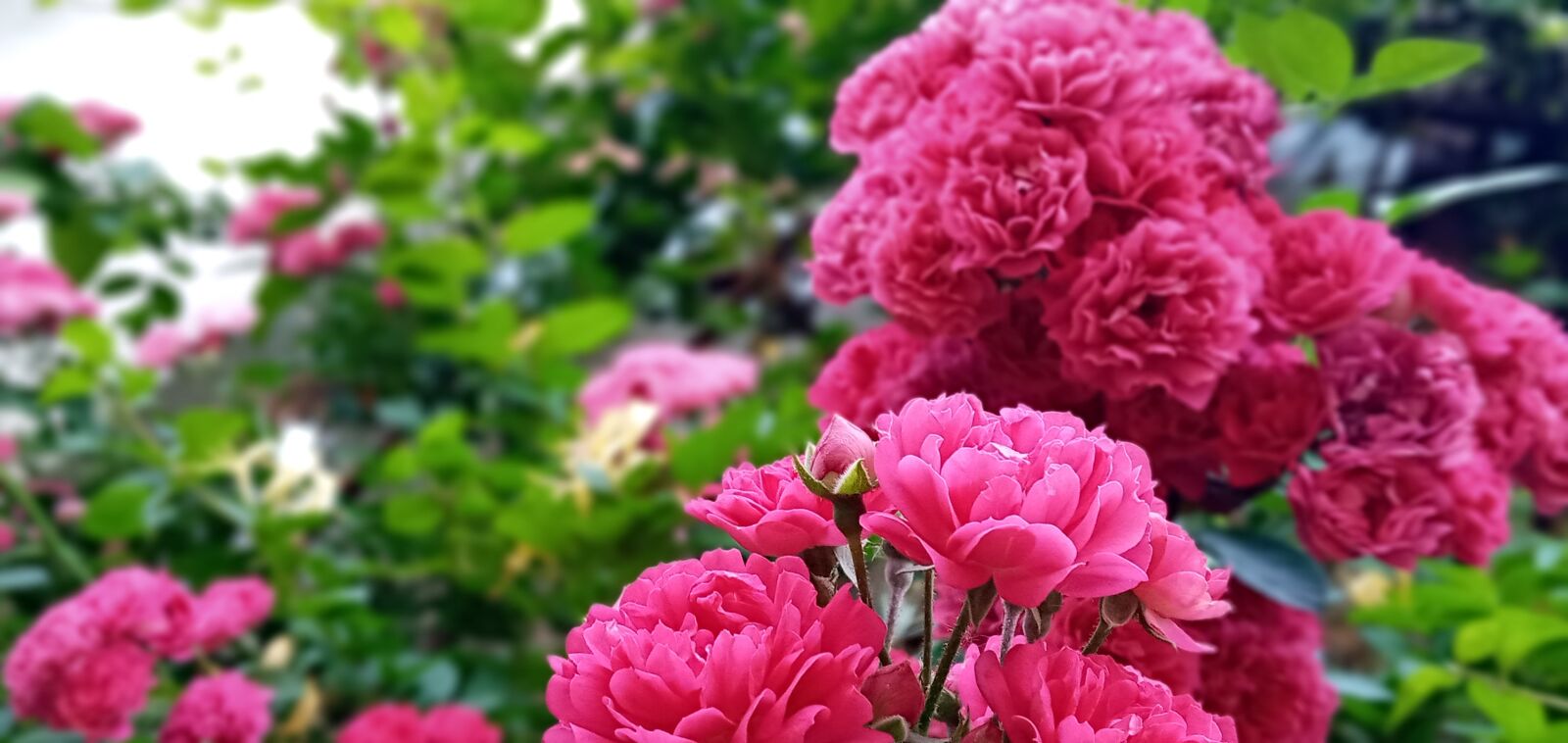 Samsung SM-A107F sample photo. Flower, red flower, garden photography