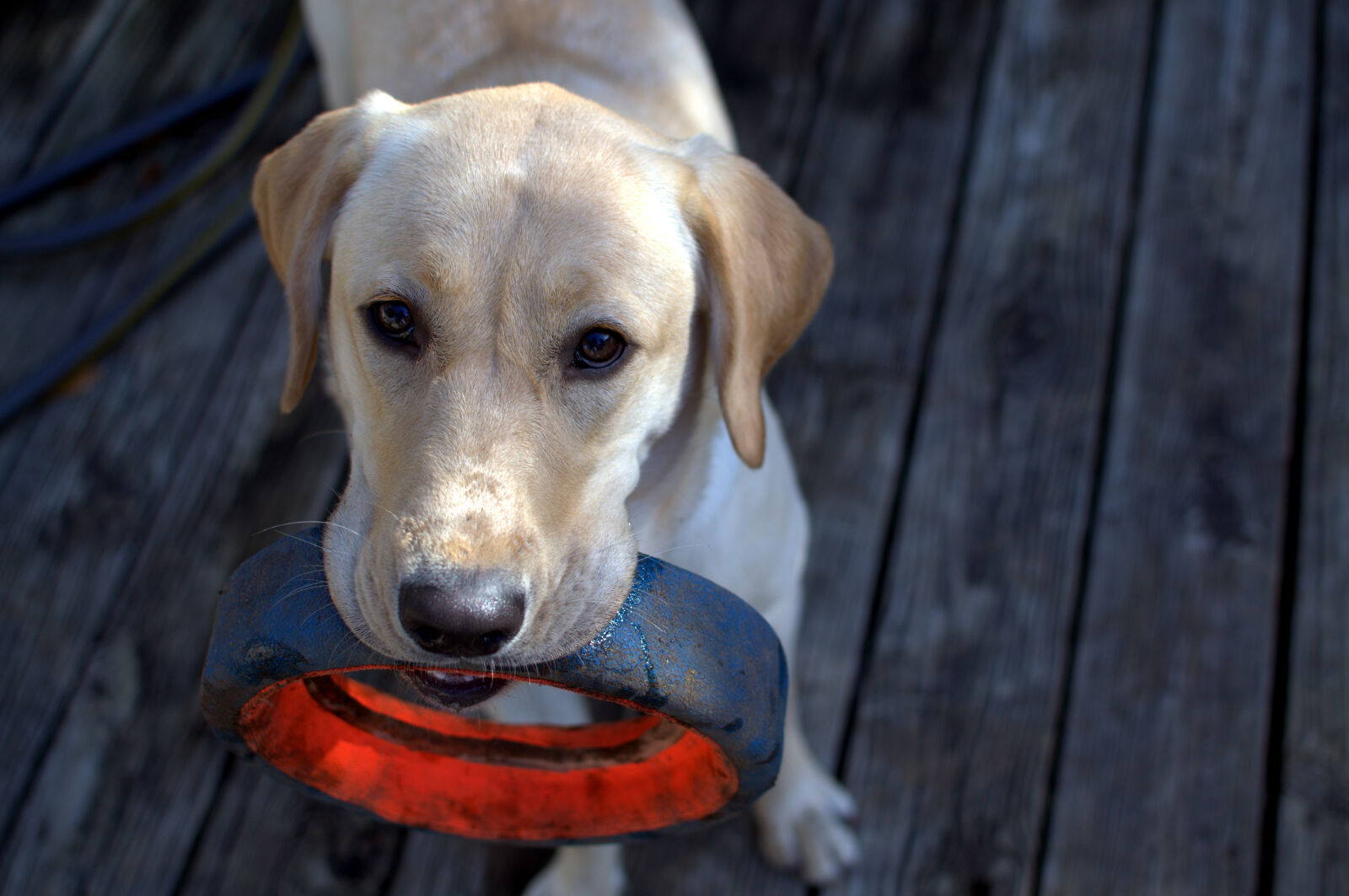 Nikon D3100 + Nikon AF-S DX Nikkor 35mm F1.8G sample photo. Yellow, dog, labrador, labrador photography
