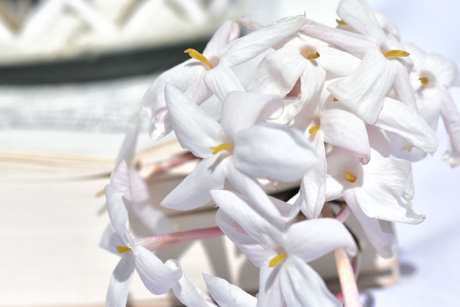 Nikon D3400 sample photo. Flower, white, spring photography