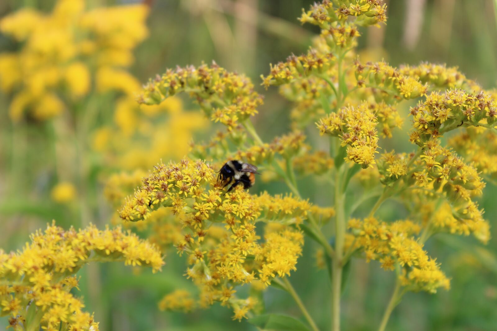 Canon EOS 1300D (EOS Rebel T6 / EOS Kiss X80) sample photo. Goldenrod, bee, flower photography