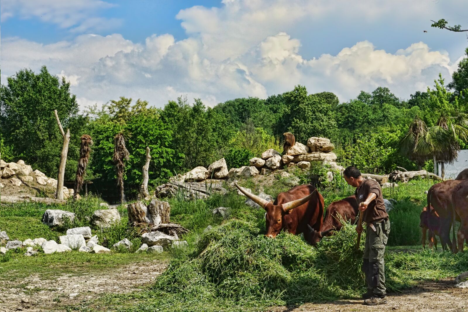 Sony a6000 sample photo. Animals, cattle, feeding photography