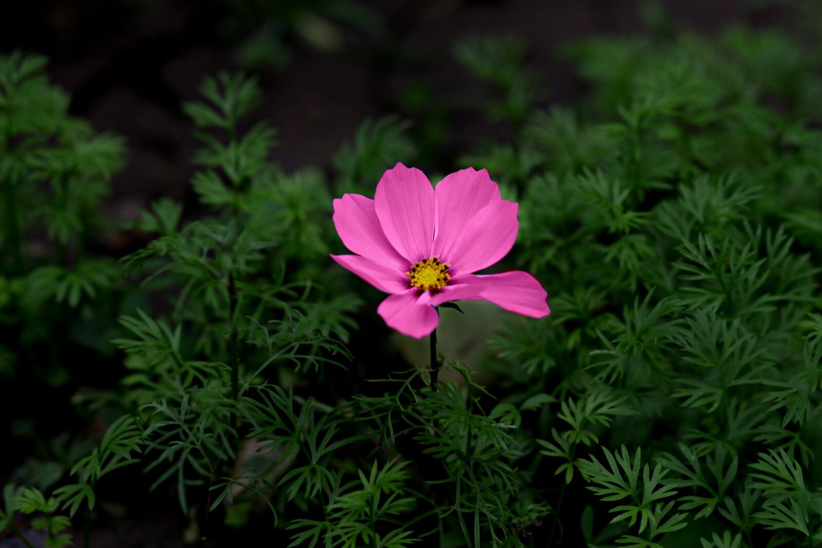 Canon EOS 700D (EOS Rebel T5i / EOS Kiss X7i) + Canon EF 85mm F1.8 USM sample photo. Flower, pink, plant photography
