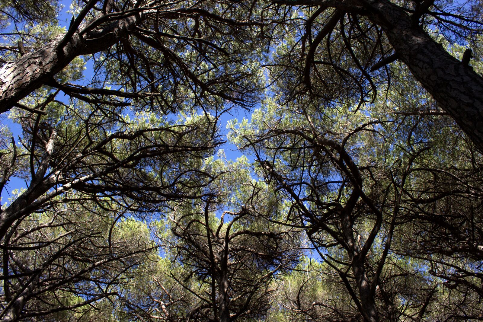 Canon EOS 600D (Rebel EOS T3i / EOS Kiss X5) sample photo. Pine forest, tuscany, sea photography