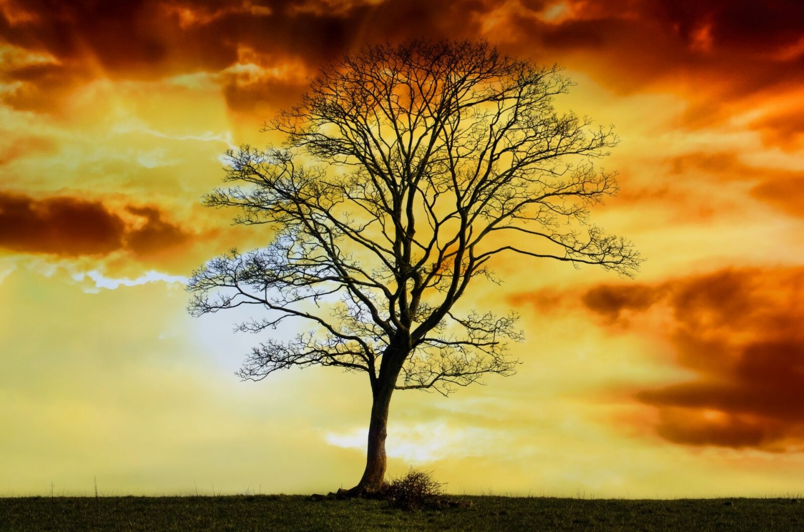 Nikon D5100 sample photo. Branches, dawn, dusk, fall photography