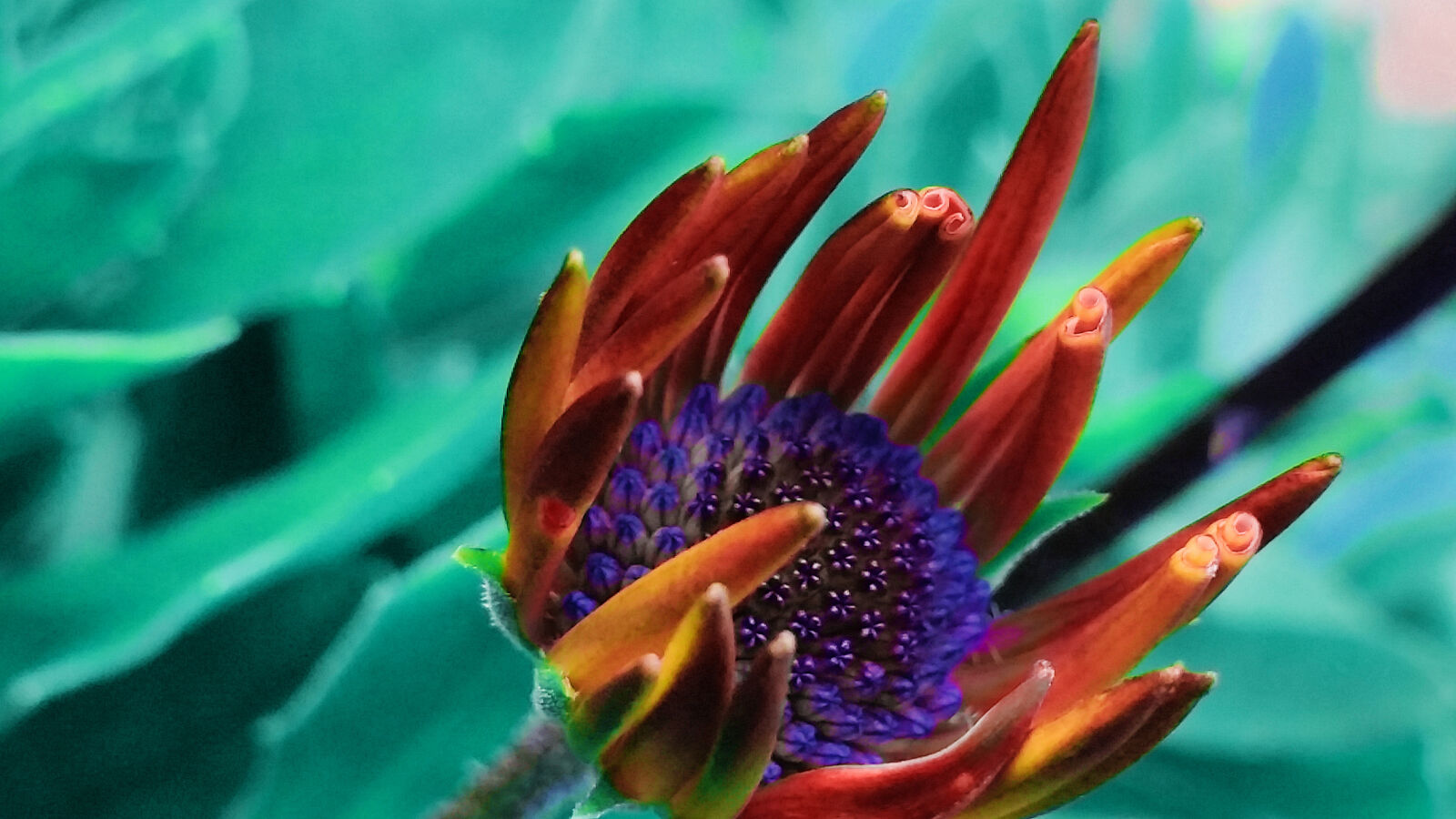 Samsung Galaxy S5 sample photo. Bud, flower, green, orange photography