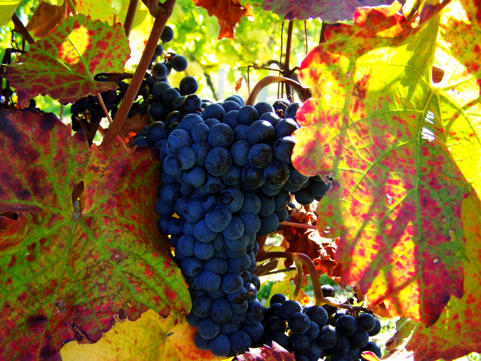 Kodak EASYSHARE ZD710 ZOOM DIGITAL CAMERA sample photo. Red grapes, fall harvest photography