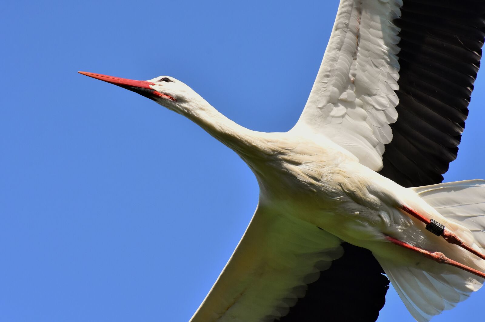 Nikon D7200 sample photo. Stork, flying, wing photography