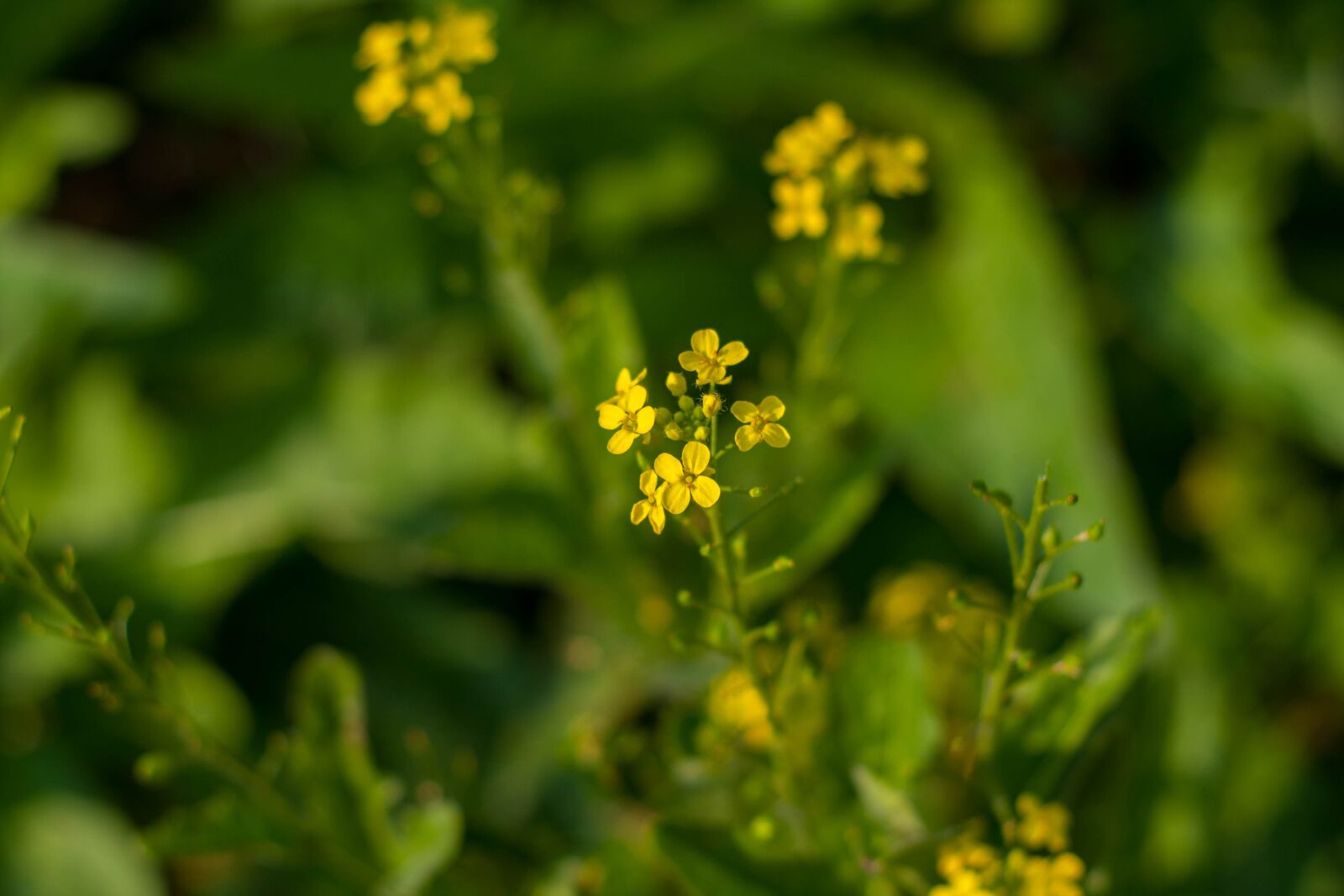 Canon EOS 40D sample photo. Flowers, buttercups, grass photography