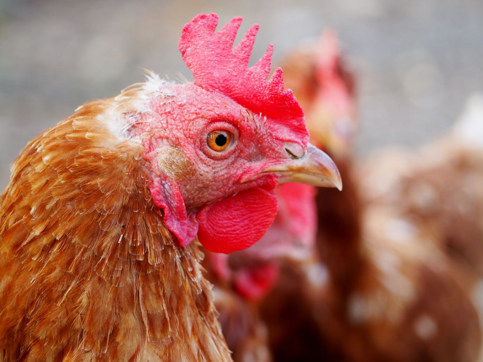 Olympus OM-D E-M10 sample photo. Hen, egg, chicken photography