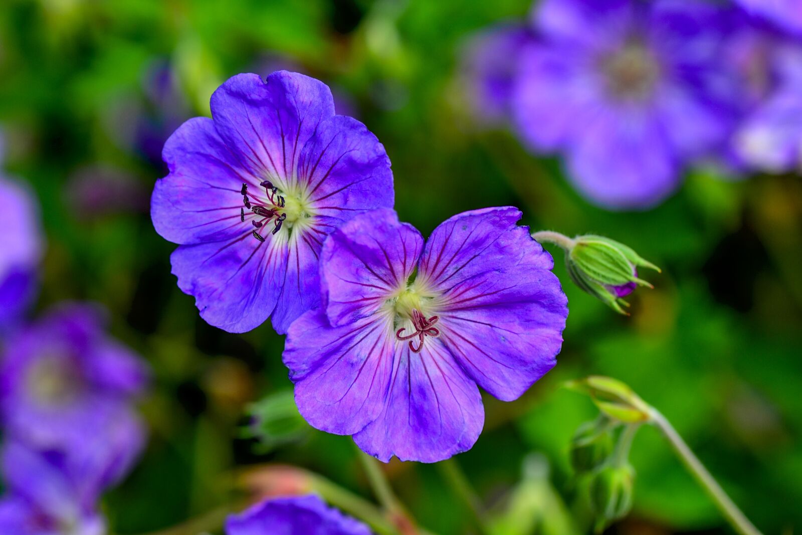 Nikon D3100 sample photo. Cranesbill, botany, nature photography