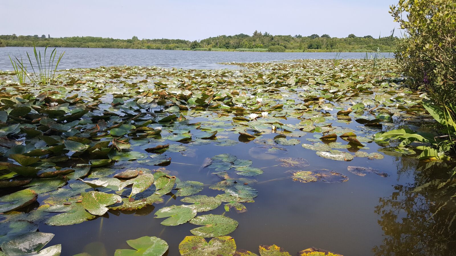 Samsung Galaxy S6 sample photo. Norfolk uk, norfolk broads photography