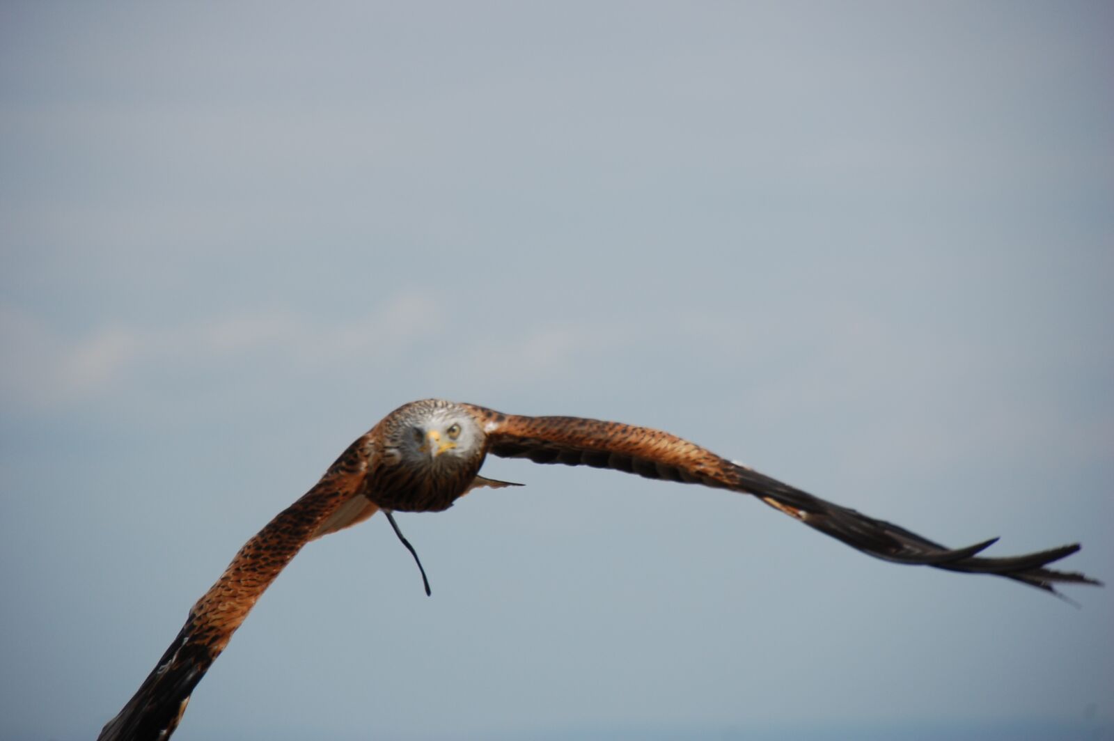 Nikon D40 sample photo. Bird, raptor, flight photography