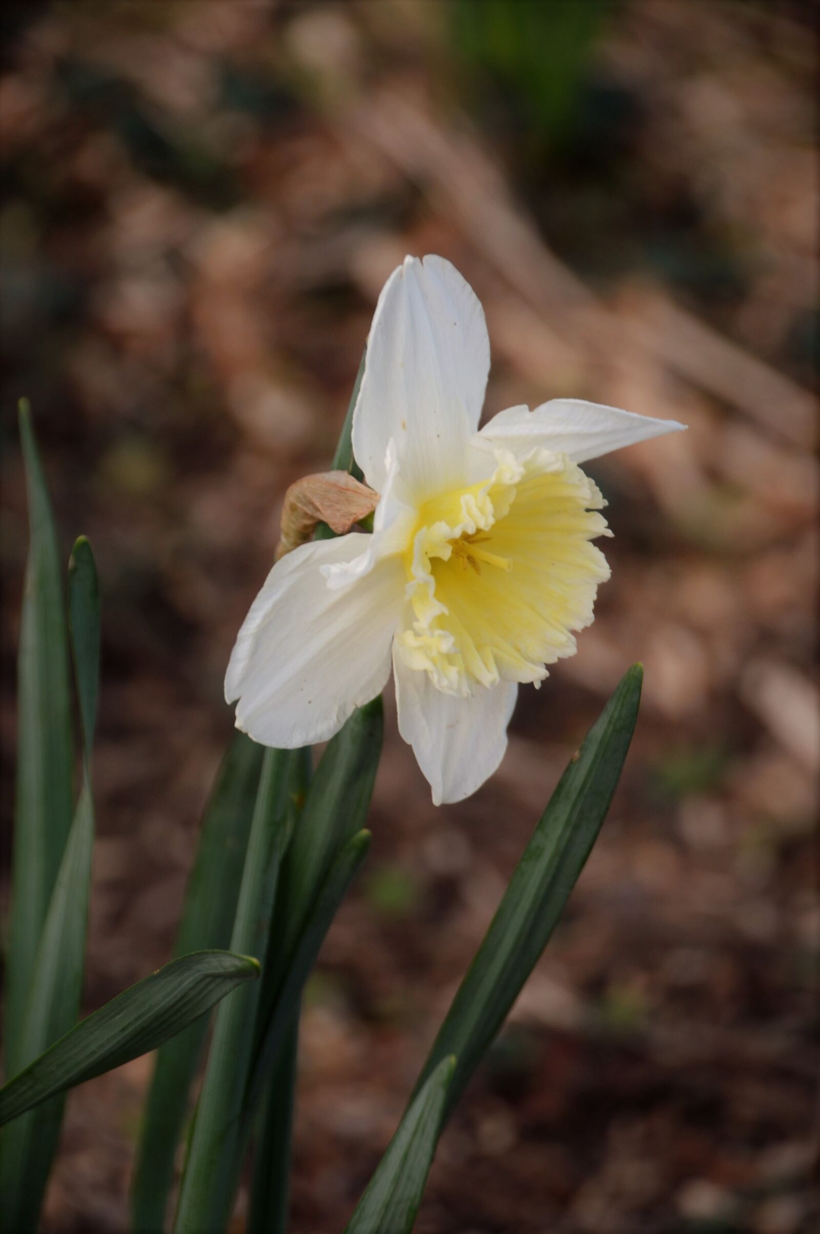 Nikon D3200 sample photo. Daffodil, flower, narcissus photography