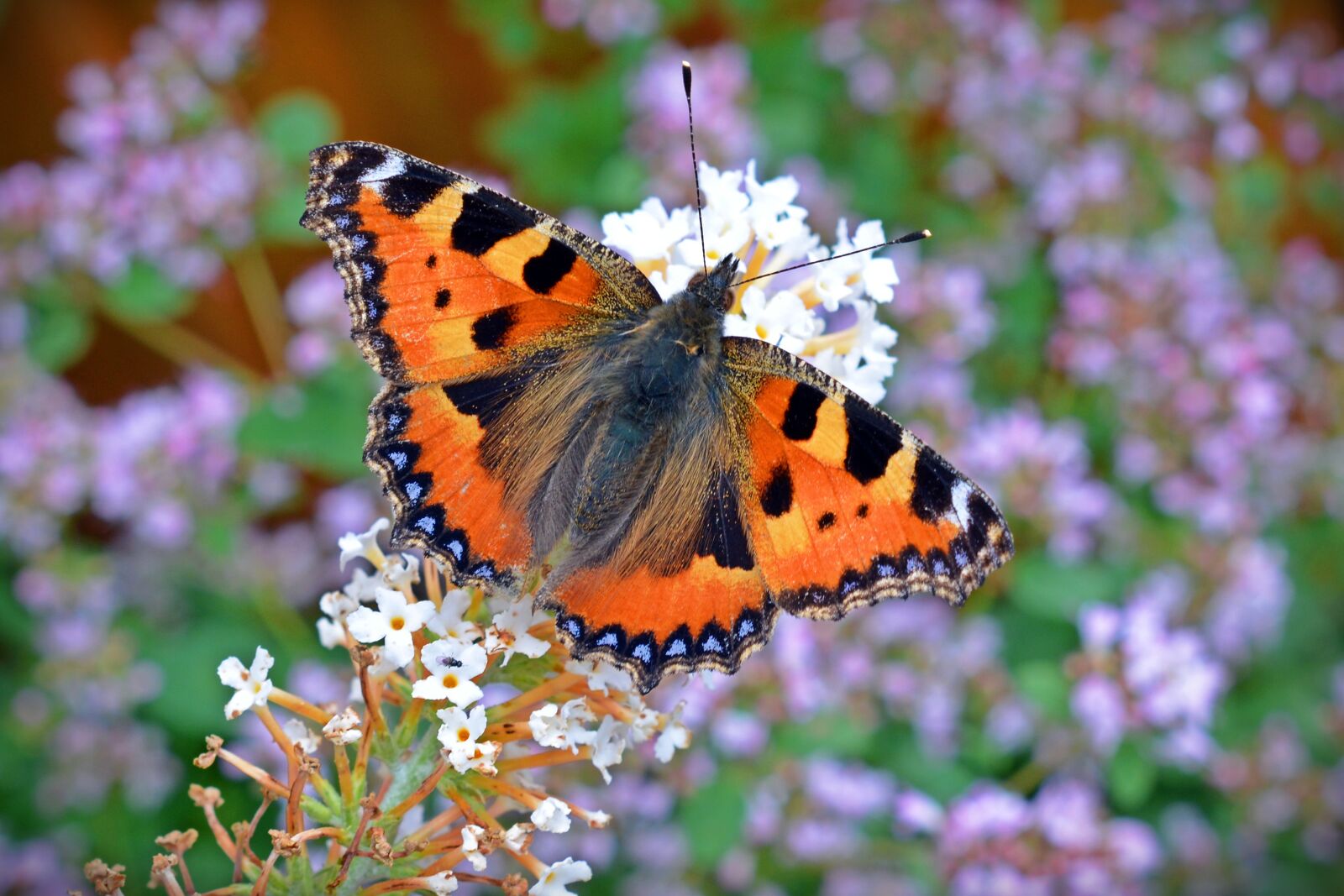 Nikon D5200 sample photo. Butterfly, little fox, aglais photography