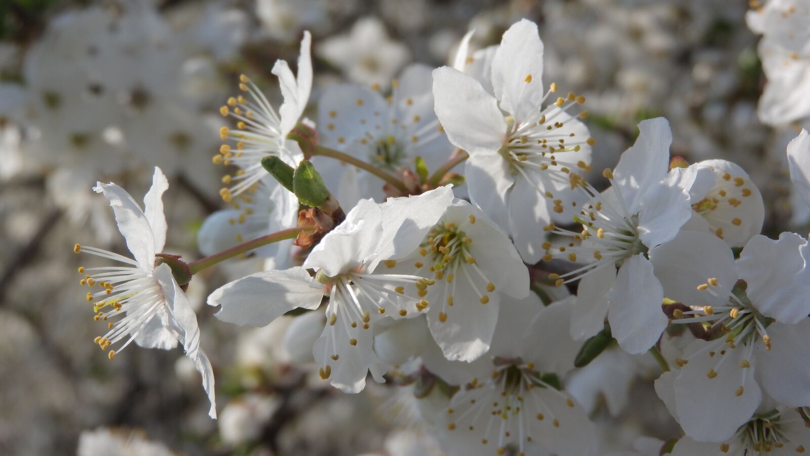 Nikon Coolpix P610 sample photo. White flowers, flowering tree photography