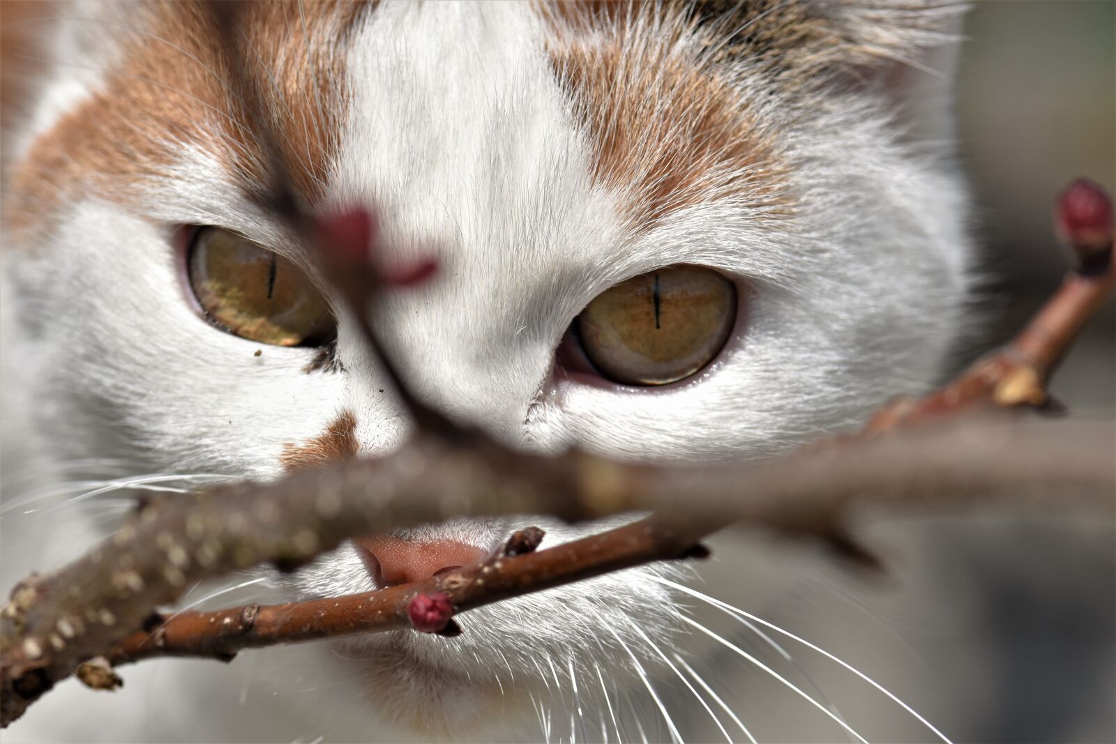 Nikon D5500 sample photo. Cat, cute, animal photography