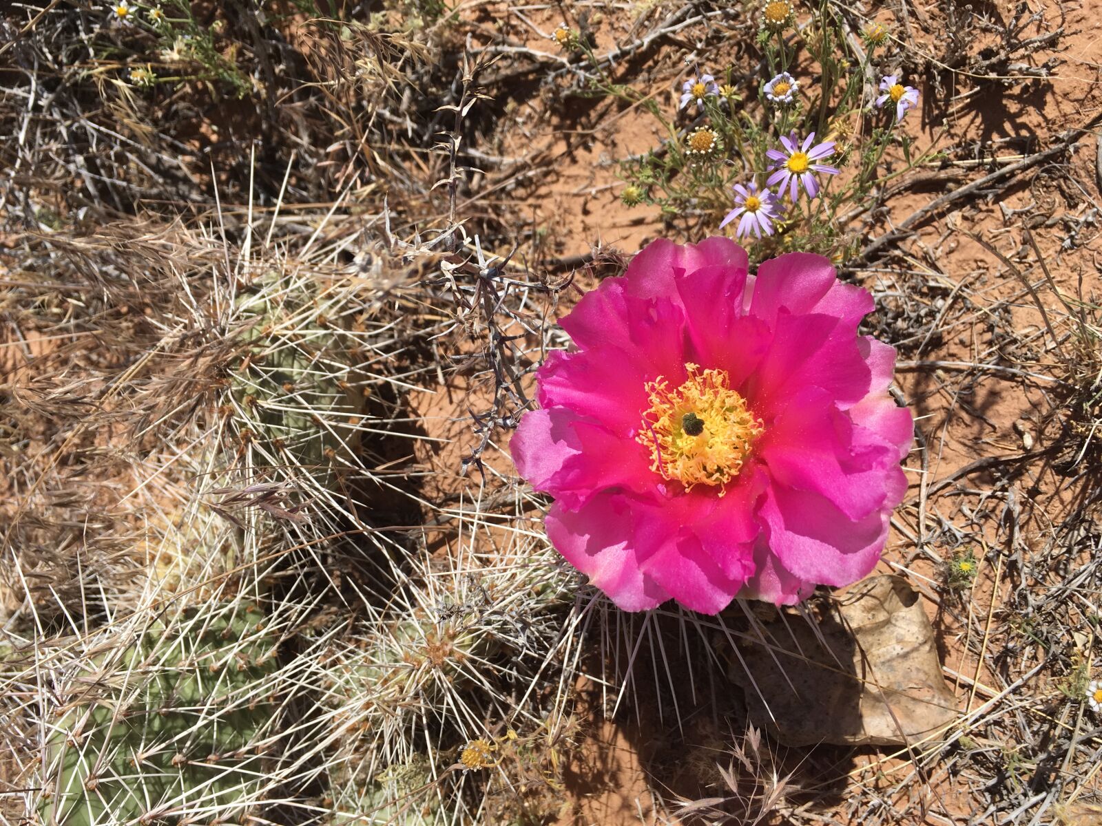 Apple iPhone SE sample photo. Flower, cactus, desert photography